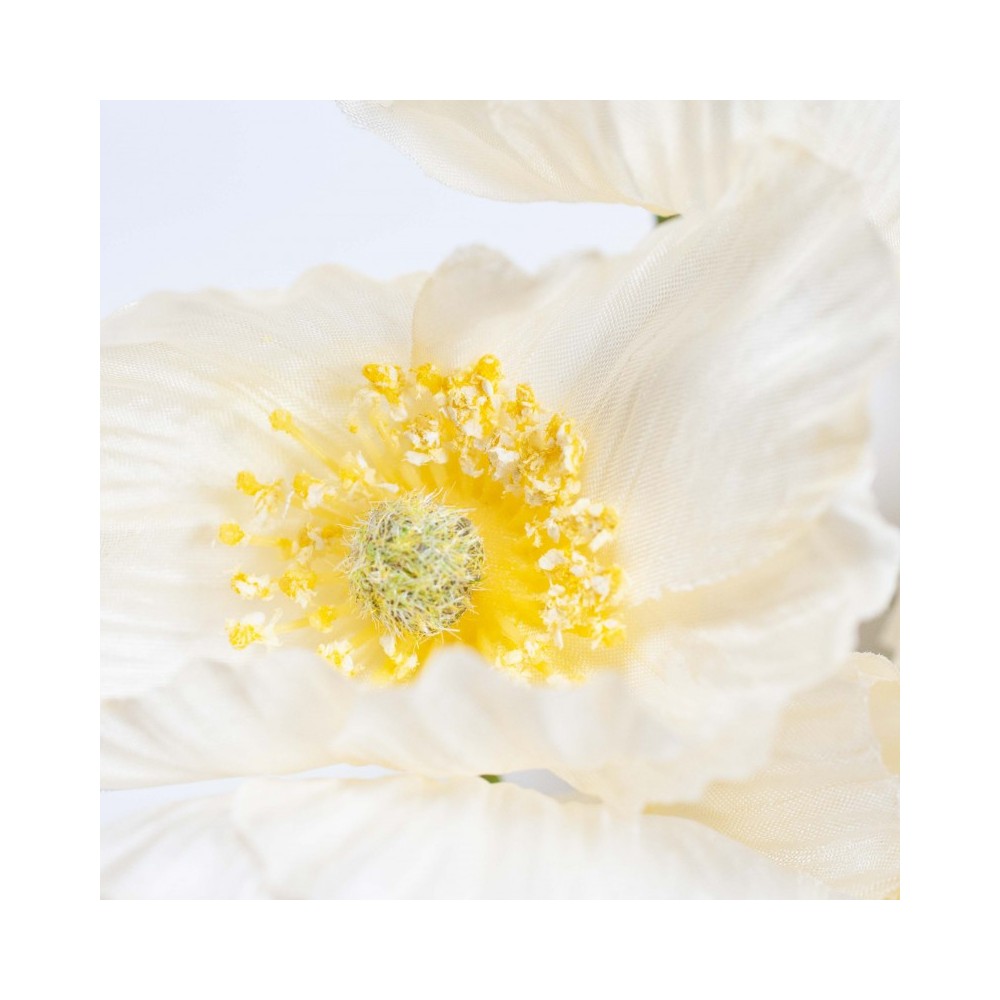 PAPAVERO BIANCO D7 H16